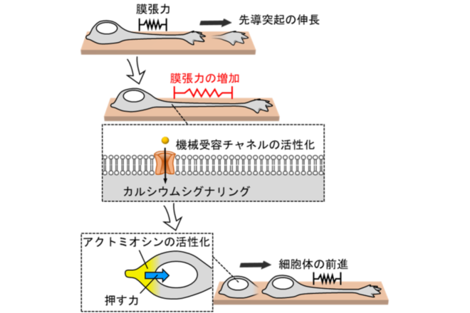 神経細胞が脳内を移動するための新しい仕組みを解明 ～細胞は自分のかたちの変化に応えて移動の推進力を生み出す～ 脳疾患の原因解明や神経再生医療への応用に期待