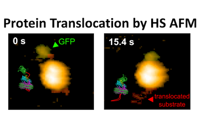 タンパク質分子が細胞膜を通り抜ける過程の可視化に成功 〜ナノスケールの生命活動の動的な分子メカニズムの解明に新たな道拓く〜 