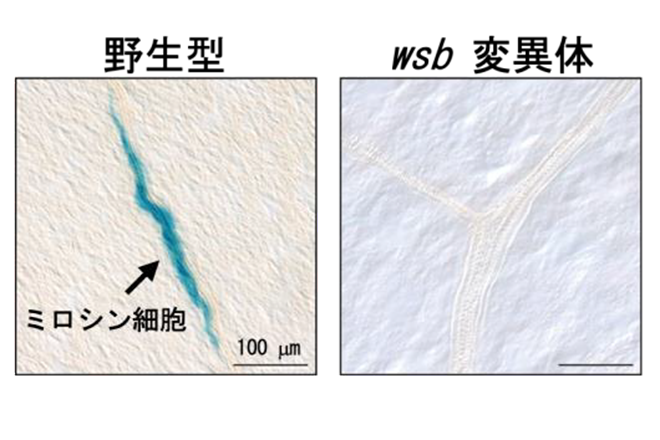 アブラナ目の生体防御を担う細胞の形成に気孔形成因子が転用されていた ～植物の特殊な機能を持つ細胞への進化の謎解明へ～ 野菜の味の改変や二酸化炭素吸収能を高めた作物の開発に期待 