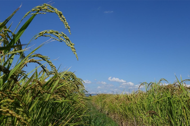 無施肥・無農薬でも高収量！ ～イネの根に住む微生物の 4 年にわたる調査、データ解析により、持続可能な稲作の実現に結びつく細菌共生の変化の様子を明らかに～ 