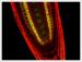 Mobile small RNA as a means to sense cell-cell distance and control cell differentiation status