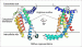 Clarifying the Mechanism of Protein Insertion into the Cytoplasmic Membrane