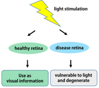 Protecting the eye from light stimuli Discovery of a novel signalling molecule that ensures the robustness of the retina