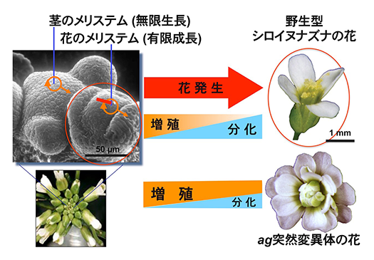 図1