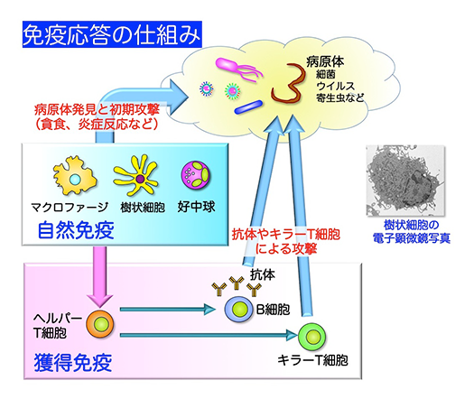 図1