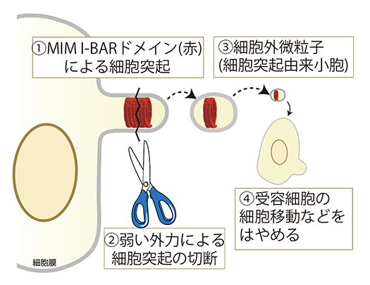 図2