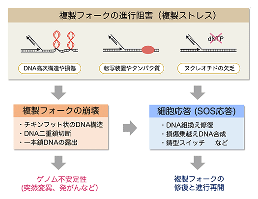 (図1)