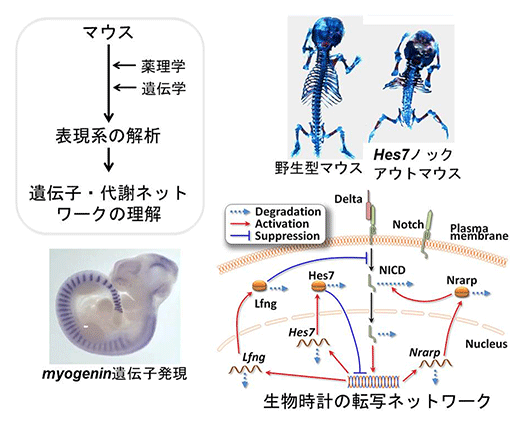 (図2) 