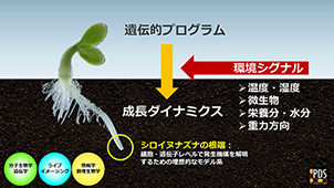 植物発生シグナルイメージ図