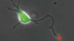 神経システム生物学イメージ図