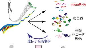 RNA分子医科学イメージ図