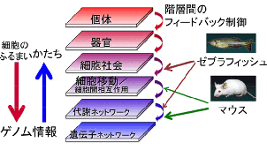 遺伝子発現制御イメージ図