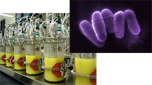 微生物分子機能学イメージ図