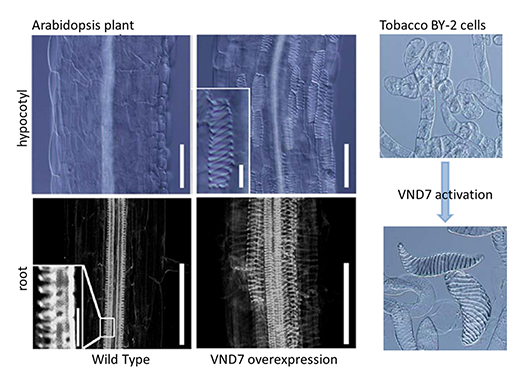 fig.1