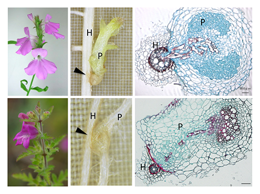 fig.2