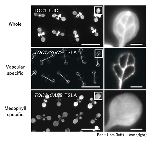 fig.3