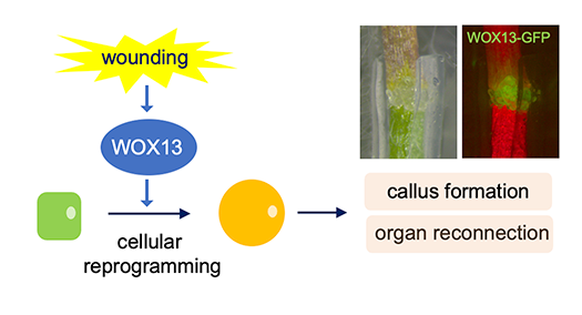 fig.1