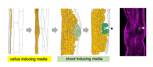 fig.2