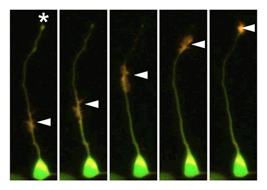 fig.4