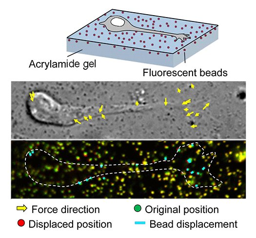 fig.7