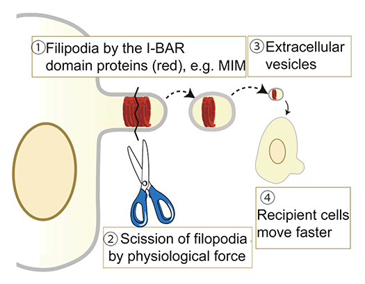 fig.2