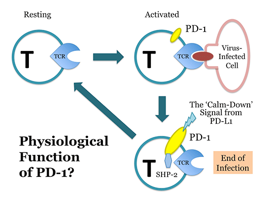 fig.2