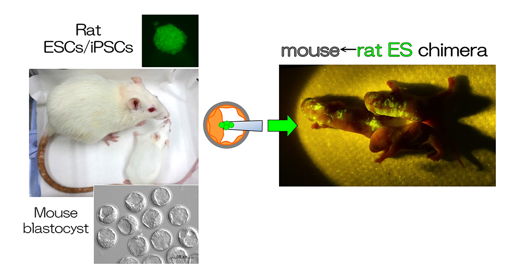 fig.1