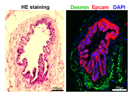 fig.1