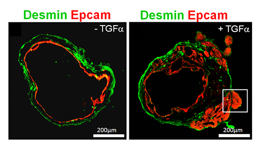 fig.2