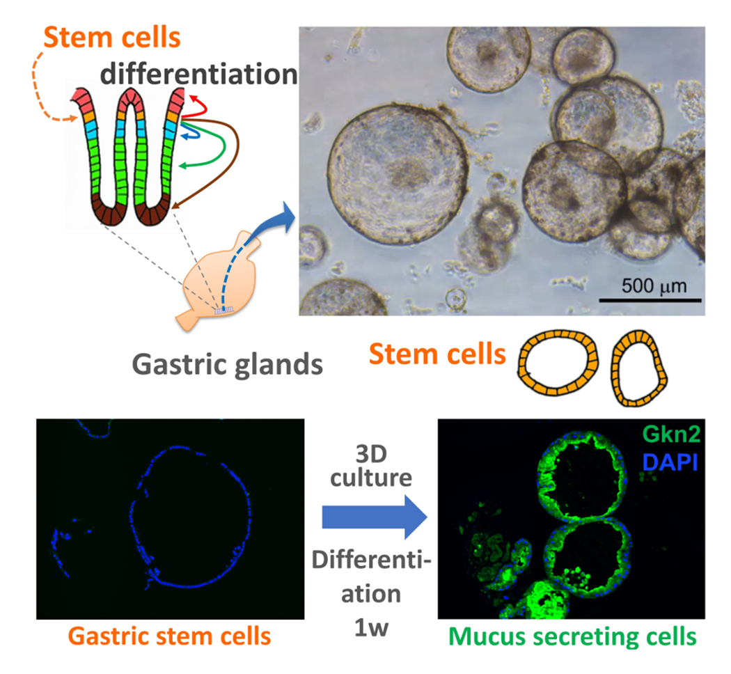 fig.3