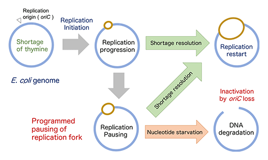 fig.3