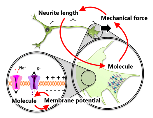 fig.1