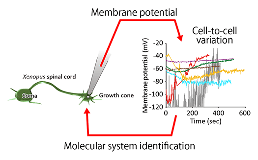 fig.3