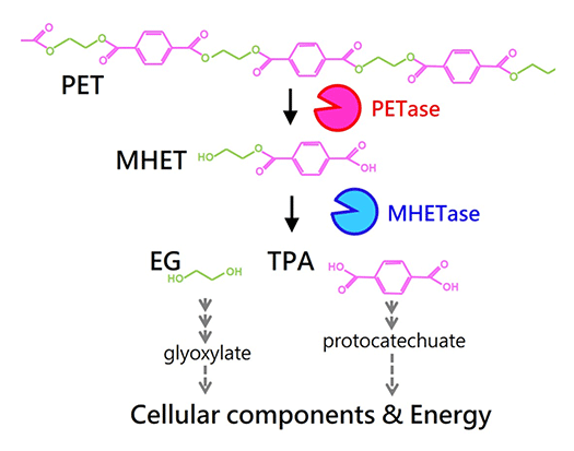 fig.1