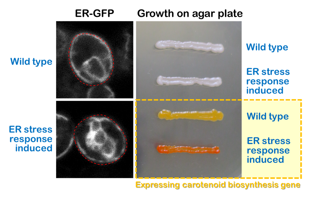 fig.3