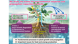 Plant Developmental Signaling