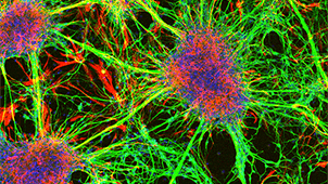 Multicellular Network