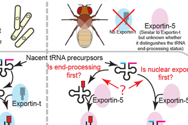 Uncovering the unique roles of Exportin-5 in RNA export within Drosophila cells