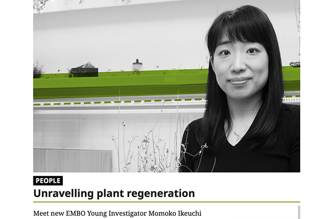 Dr. Momoko Ikeuchi has been elected onto the EMBO (European Molegular Biology Organization) Young Investigators Programme