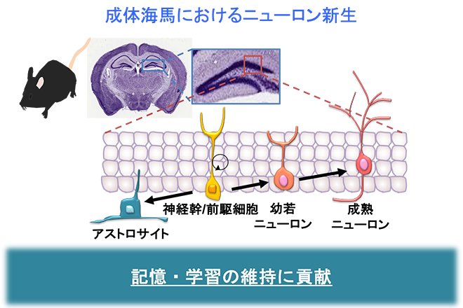 Discovery of the Mechanism Behind Neural Stem Cell Aging in the Brain — Toward the Development of Cell Rejuvenation Techniques —