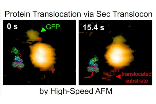 Breakthrough observation of real-time protein translocation by SecYEG-SecA complex (*external link)