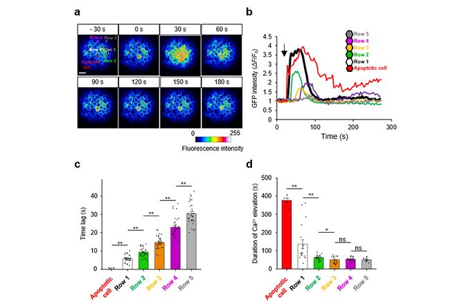 Revealing a Fundamental Mechanism of Tissue Homeostasis – Cell Death Induces a Propagating Mechanical Calcium Wave –