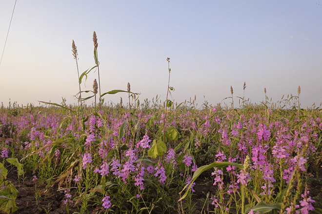 Uncovering how parasitic plants avoid attacking themselves to improve crop resistance (*external link)