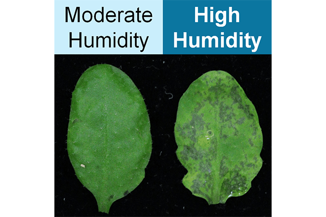 How plants fight back against bacteria that promote waterlogging in leaves (*external link)