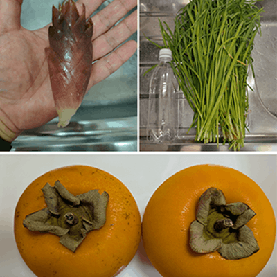 磯谷研究室バイオX記事画像