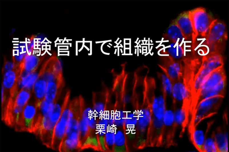 試験管内で組織を作る
