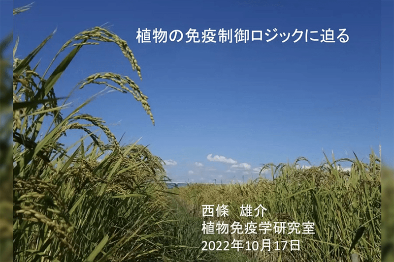 植物の免疫制御ロジックに迫る