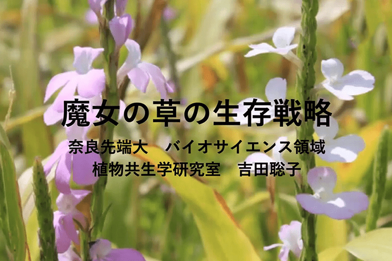 魔女の草の生存戦略