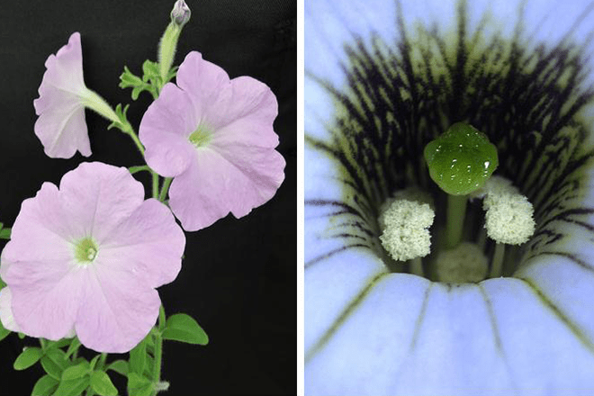 バイオサイエンス研究科細胞間情報学研究室の久保健一研究員、高山誠司教授らが、植物が自分以外の花粉を選ぶための遺伝子セットを特定:生物の非自己認識システムの進化の謎解明