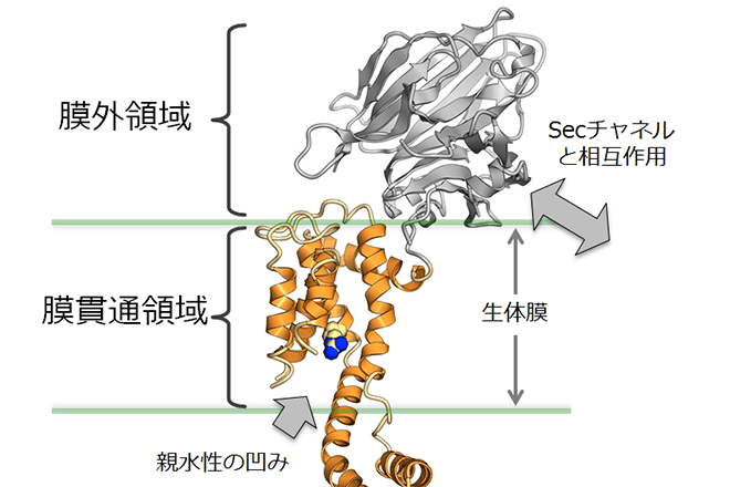 バイオサイエンス研究科膜分子複合機能学研究室の塚崎准教授らの論文がScientific Reportsに注目の論文として取り上げられました。